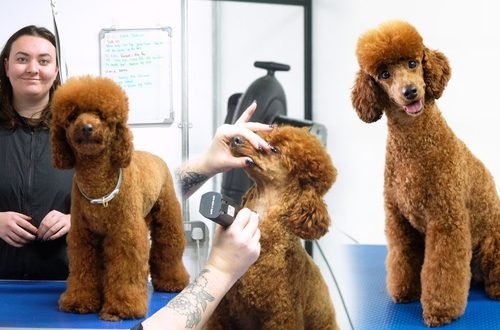 Poodle Grooming Guide for Beginners