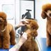 Poodle Grooming Guide for Beginners