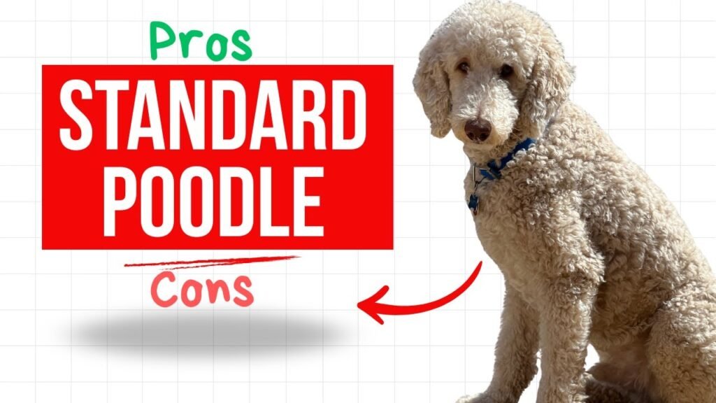 Standard Poodle: Size, Temperament, Care & Traits Standard Poodle: Size, Temperament, Care & Traits