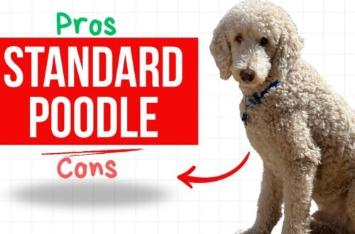 Standard Poodle: Size, Temperament, Care & Traits