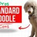Standard Poodle: Size, Temperament, Care & Traits