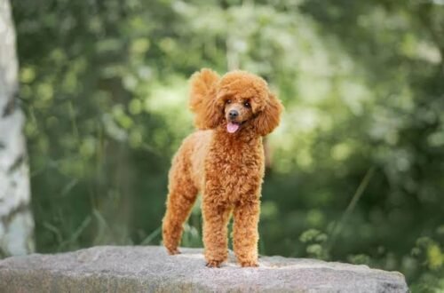 Toy Poodle: Size, Temperament, Care & Traits Toy Poodle: Size, Temperament, Care & Traits
