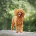 Toy Poodle: Size, Temperament, Care & Traits Toy Poodle: Size, Temperament, Care & Traits