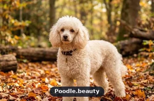 Apricot Poodle: Color, Traits, Temperament & Care Apricot Poodle: Color, Traits, Temperament & Care