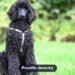 Are Poodles Hypoallergenic? The Truth Explained