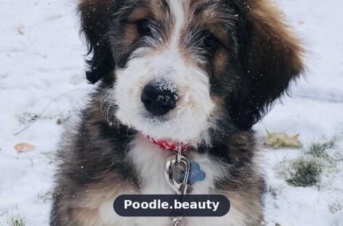 Bernedoodle: Complete Guide to Traits, Care & Training