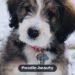 Bernedoodle: Complete Guide to Traits, Care & Training Bernedoodle: Complete Guide to Traits, Care & Training