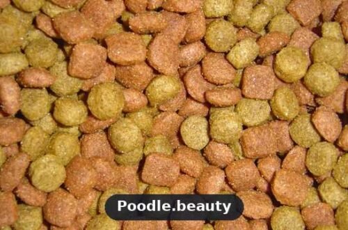 Best Dog Food for Poodles: Nutrition Guide by Size & Age