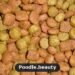 Best Dog Food for Poodles: Nutrition Guide by Size & Age