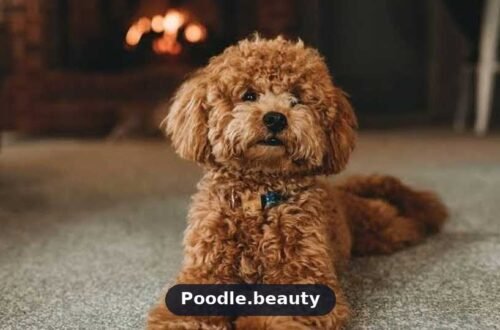 Best Poodle Mixes for Apartment Living