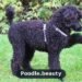 Black Poodle Guide: Personality, Health & Care