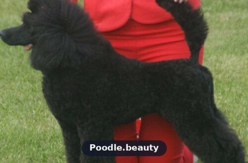 Brindle Poodle: Color, Traits & Facts