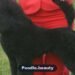 Brindle Poodle: Color, Traits & Facts