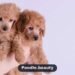 Buying a Poodle Puppy: Complete Checklist for New Owners