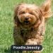 Cavapoo: The Complete Guide to Traits, Care & Training