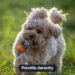 Chow Chow Poodle Mix: Traits, Care & Facts