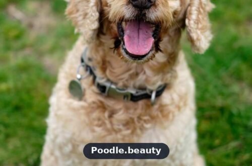 Cockapoo: The Complete Guide to Traits, Care & Training Cockapoo: The Complete Guide to Traits, Care & Training