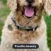 Cockapoo: The Complete Guide to Traits, Care & Training