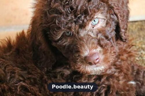 Do Poodles Bark a Lot? Noise Levels Explained Do Poodles Bark a Lot? Noise Levels Explained