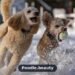 Do Poodles Shed? Everything You Should Know