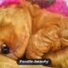 Goldendoodle: The Complete Guide to Traits, Care & Training