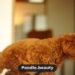 Toy Poodle Growth Guide: Size, Weight & Development