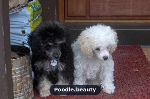 How Much Does a Poodle Cost? Full Price Breakdown for 2026 How Much Does a Poodle Cost? Full Price Breakdown for 2026