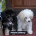 How Much Does a Poodle Cost? Full Price Breakdown for 2026