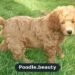 How to Train a Poodle Puppy: A Complete Step-by-Step Guide