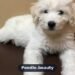 Poodle Husky Mix: Everything You Should Know