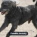 Labradoodle: Traits, Care, Training & Health Guide