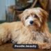 Maltipoo: The Complete Guide to Traits, Care & Training Maltipoo: The Complete Guide to Traits, Care & Training