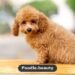 Miniature Poodle: Complete Breed Guide for New and Future Owners