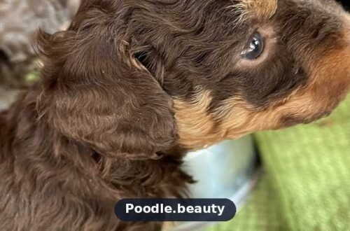 Miniature Poodle Growth Chart: Weight & Size by Age Miniature Poodle Growth Chart: Weight & Size by Age
