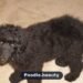 Moyen Poodle: Complete Breed Guide for New Owners