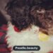 Parti Poodle: The Complete Guide to the Pattern, Care & Training