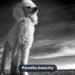 Poodle Dog Breed Complete Guide : Your Key to the Perfect Family Companion