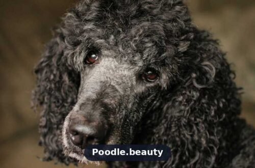 Poodle Ear Infections: Causes, Treatment and Prevention