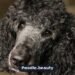 Poodle Ear Infections: Causes, Treatment and Prevention