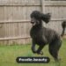 Poodle Weight Chart: What to Expect as They Grow