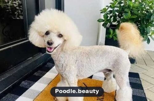 Poodle Health Problems by Size: Toy, Miniature & Standard Poodle Health Problems by Size: Toy, Miniature & Standard