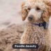 Poodle History: Where the Breed Came From & How It Evolved Poodle History: Where the Breed Came From & How It Evolved