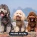 Poodle Mix Lifespan: How Long Do Poodle Mixes Live?