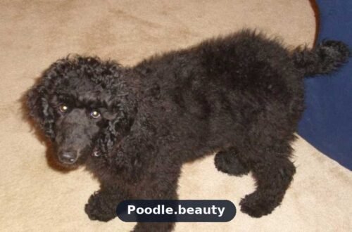 Poodle Names: 200+ Male and Female Ideas