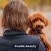 Poodle Lifespan Guide: Tips for a Longer Life Poodle Lifespan Guide: Tips for a Longer Life