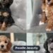 Rarest Poodle Colors: Which Colors Are Most Uncommon? Rarest Poodle Colors: Which Colors Are Most Uncommon?