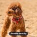Red Poodle: Everything You Should Know