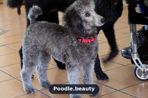 Silver Poodle: Color, Traits and Care Guide Silver Poodle: Color, Traits and Care Guide