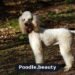 Standard Poodle: Size, Temperament, Care & Traits