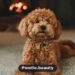 Terrier Poodle Mix: Traits, Care & Facts